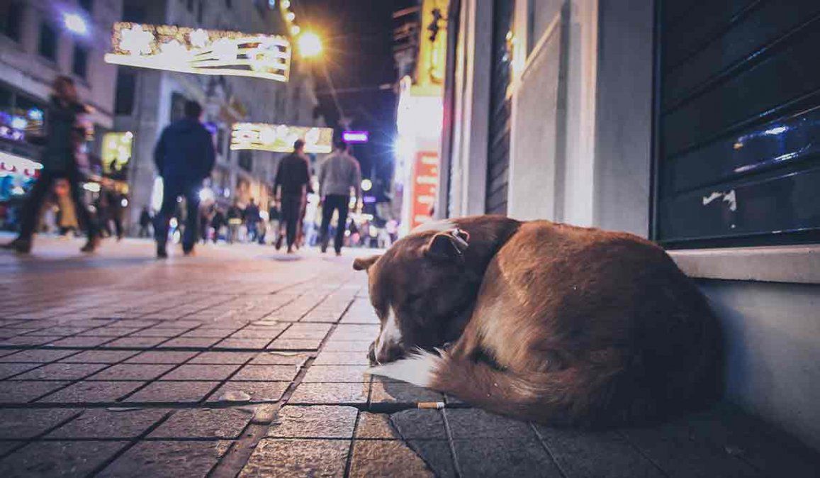 Los perros callejeros