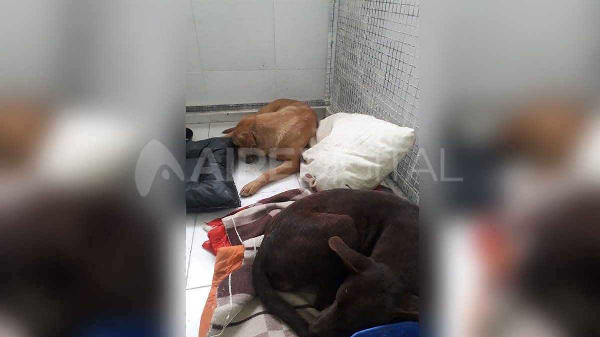 Inmusa puso a resguardo a los animales luego de la denuncia de violación