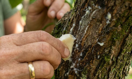El ajo actúa como un repelente natural que ayuda a proteger el limonero de insectos y plagas. El ajo actúa como un repelente natural que ayuda a proteger el limonero de insectos y plagas.
