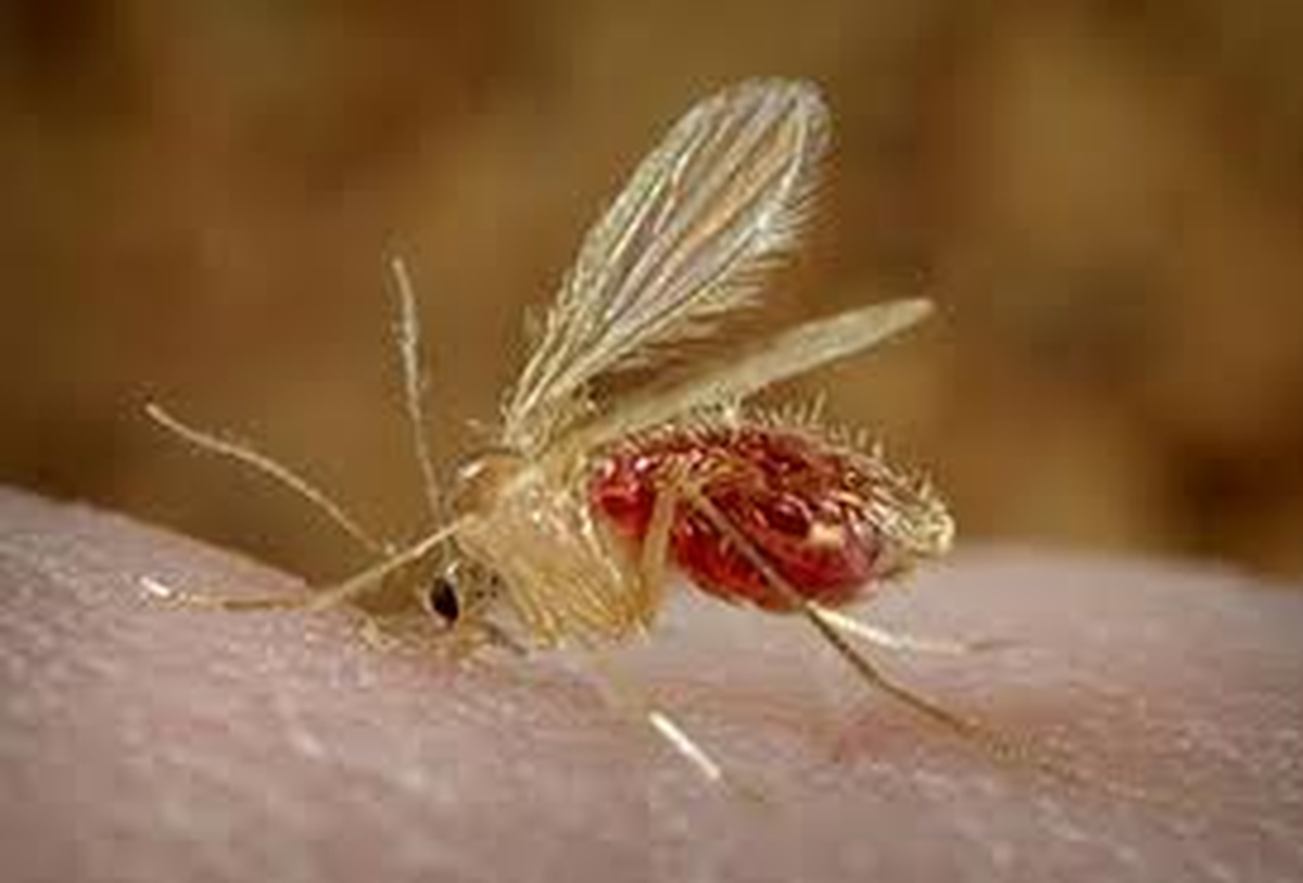 El virus de Chandipura se identificó por primera vez en 1965 en Maharashtra. El virus de Chandipura se identificó por primera vez en 1965 en Maharashtra.