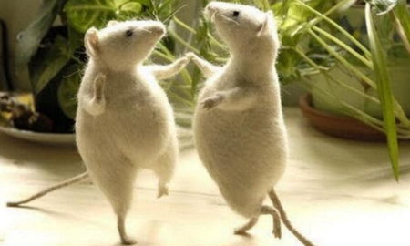 Qué significa la frase cuando el gato no está, los ratones bailan. Qué significa la frase cuando el gato no está, los ratones bailan.