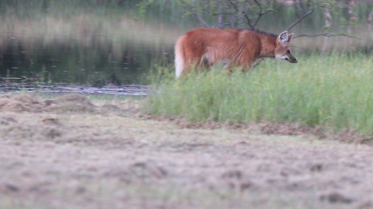 El aguará guazú también es parte de la fauna en esta región del Chaco.