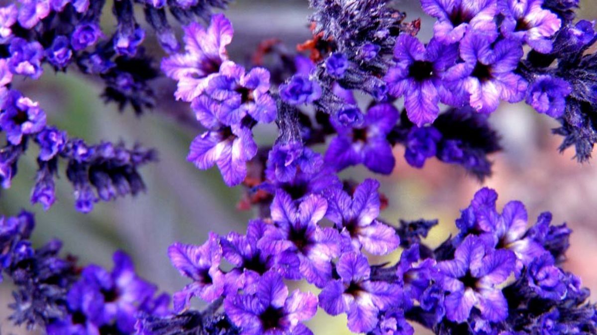 El heliotropo florece durante meses y libera su perfume más dulce en las noches cálidas. El heliotropo florece durante meses y libera su perfume más dulce en las noches cálidas.
