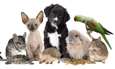 Estas son las mascotas ideales para vos, según tu signo zodiacal. Estas son las mascotas ideales para vos, según tu signo zodiacal.