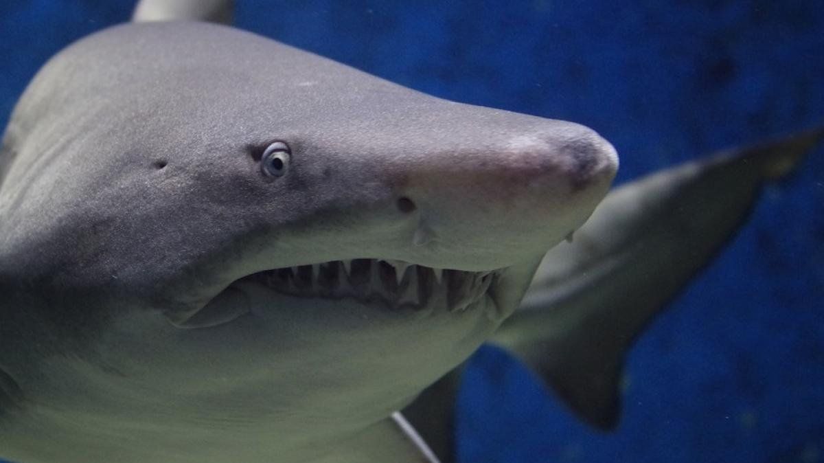 Estaba grabando un documental sobre tiburones y en su d&iacute;a libre fue mordida por uno de ellos