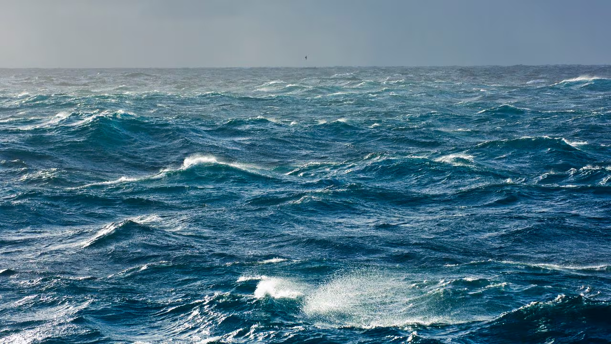 El cambio climático está resultando letal para diversas especies marinas, alterando sus patrones de migración y supervivencia. El cambio climático está resultando letal para diversas especies marinas, alterando sus patrones de migración y supervivencia.