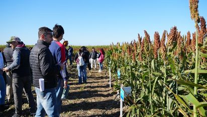 Avances en el manejo del sorgo: se realizó una jornada a campo de la Red de Sorgo del NEA en Tostado