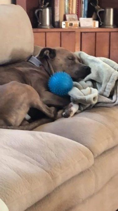 Blue ahora vive con su dueño en una nueva casa. Foto: Facebook 