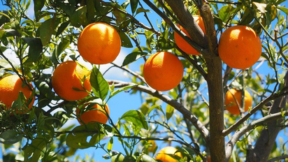 ¡Sacale el máximo provecho a tus naranjas! Ideas para evitar el desperdicio