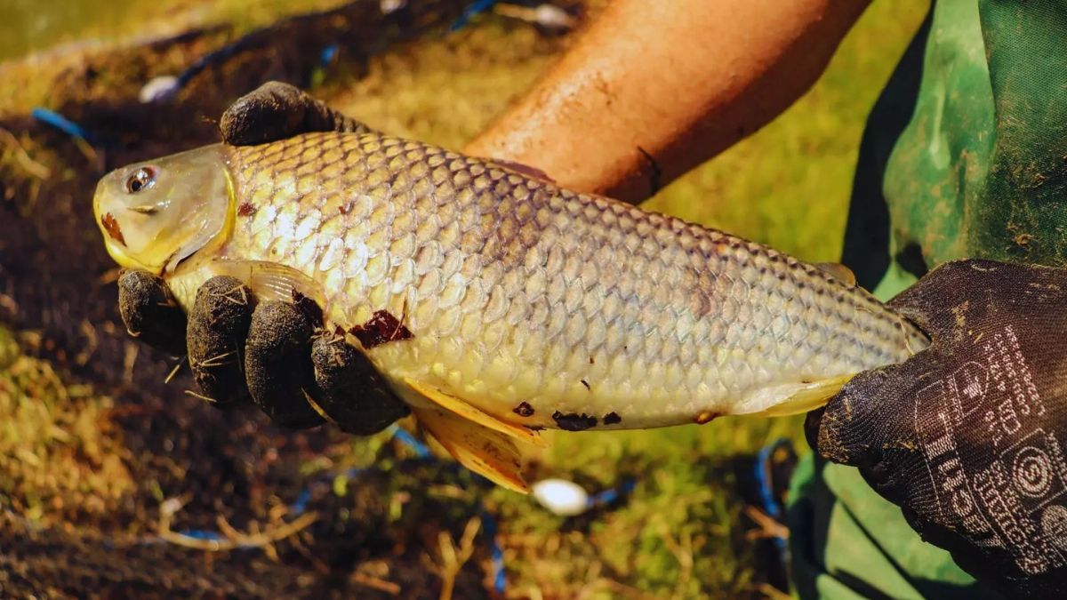 Los criaderos de boga en Santa Fe aparecen&nbsp; como una alternativa para producir alimentos