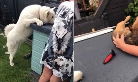 Un perro se pone celoso al ver que su dueña acaricia a otra mascota y se vuelve viral Un perro se pone celoso al ver que su dueña acaricia a otra mascota y se vuelve viral