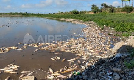 Se detectó la presencia en branquias e hígado de la especie estudiada, residuos de un potente y letal insecticida organfosforado (OP). El clorpirifos es el insecticida OP neurotóxico de amplio espectro más utilizado en Argentina. Se detectó la presencia en branquias e hígado de la especie estudiada, residuos de un potente y letal insecticida organfosforado (OP). El clorpirifos es el insecticida OP neurotóxico de amplio espectro más utilizado en Argentina.