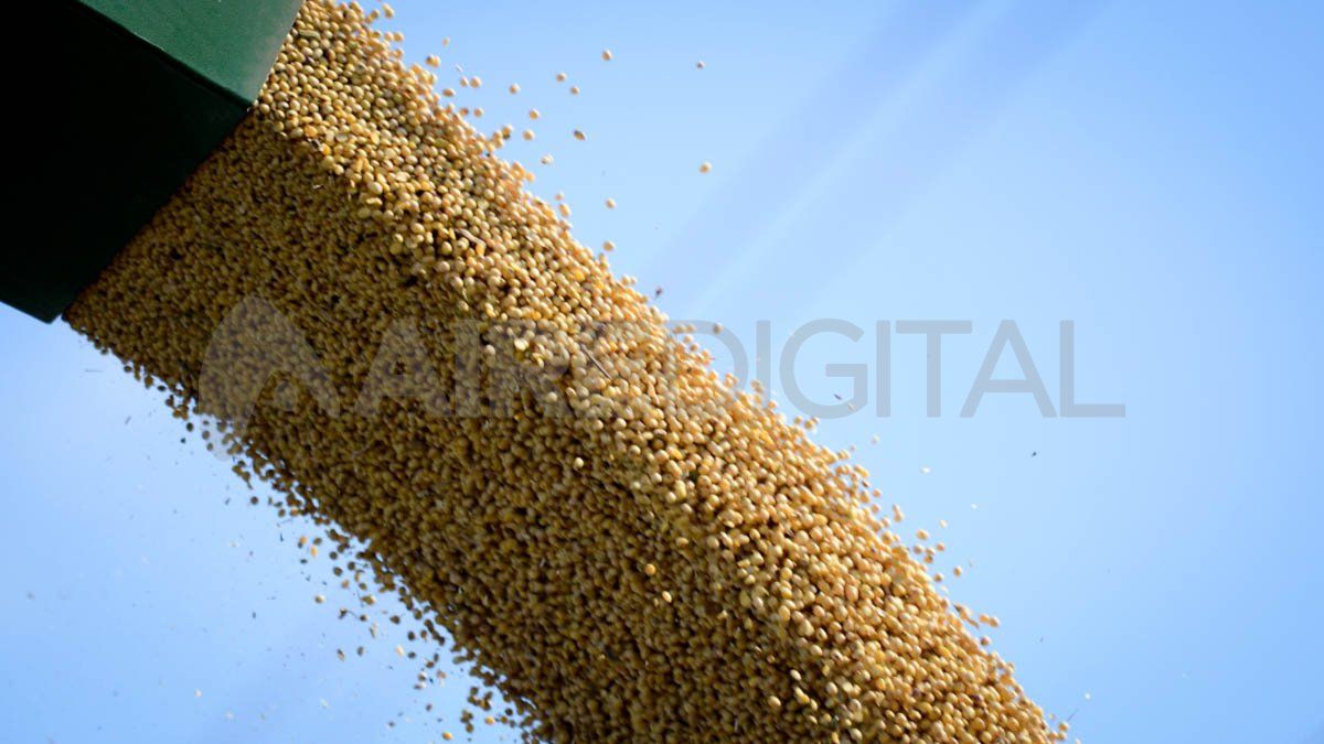 Los granos a rematar no son aptos para consumo humano pero sí pueden ser utilizados como insumo en alimentos balanceados.