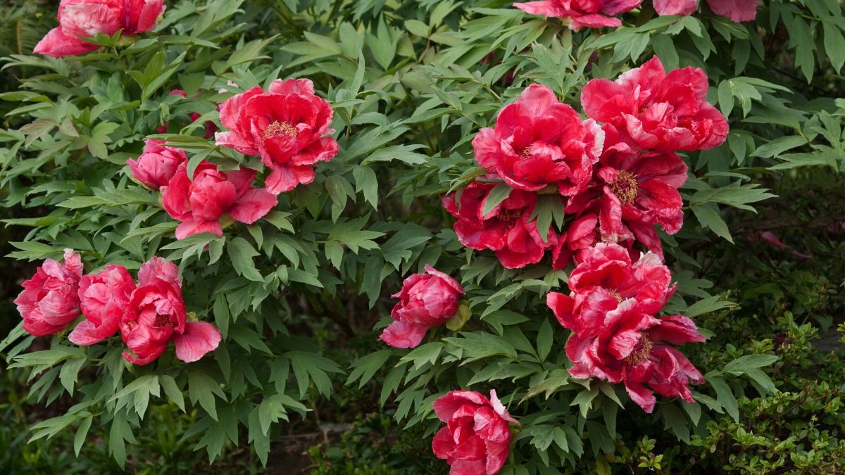 Sus flores grandes y vistosas funcionan como punto focal y elevan el diseño del espacio. Sus flores grandes y vistosas funcionan como punto focal y elevan el diseño del espacio.