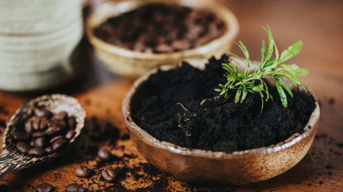 Aprende a aprovechar los restos de café para un suelo más saludable. Aprende a aprovechar los restos de café para un suelo más saludable.
