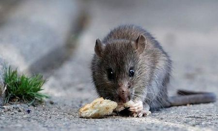 Se confirmó la muerte de un adolescente por Hantavirus. Se confirmó la muerte de un adolescente por Hantavirus.