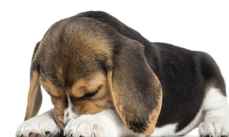 un importante estudio comprobo que gritarle a los perros dana su salud mental
