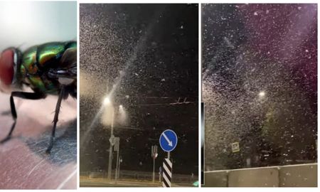 Las imágenes y videos causaron repulsión en las redes sociales. Las imágenes y videos causaron repulsión en las redes sociales.