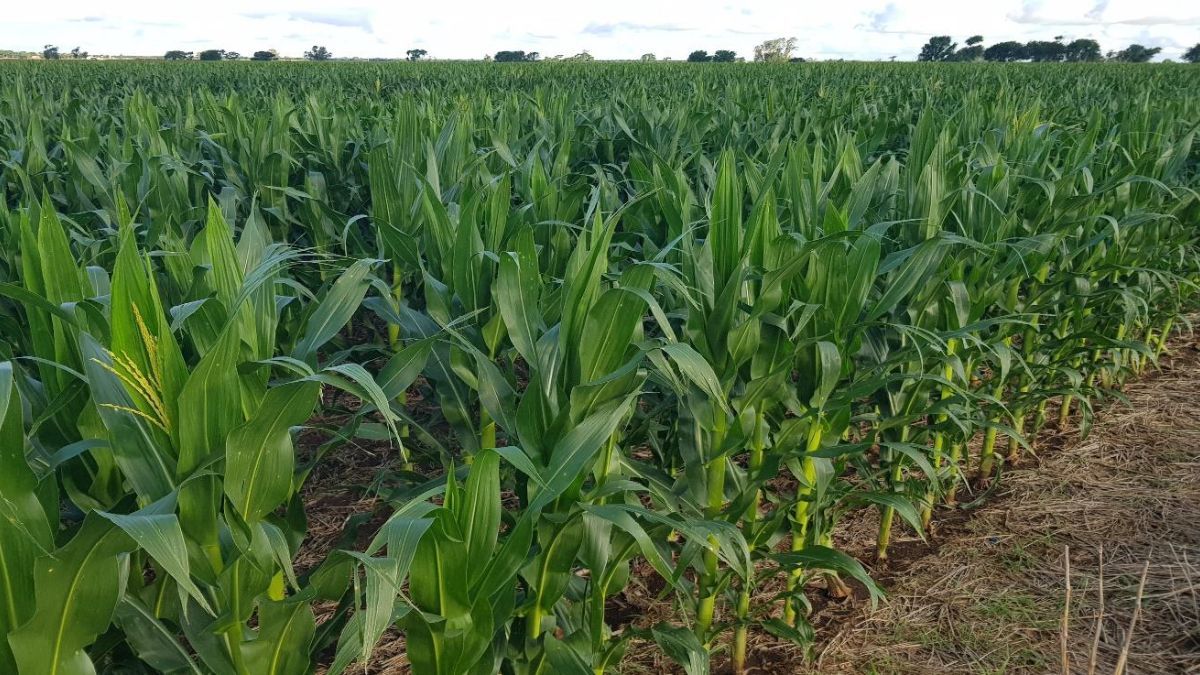Lote con maíz temprano; en crecimiento vegetativo, comienzo de floración, excelente estado, en el centro oeste del departamento Castellanos. Foto: SEA