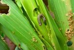 Bayer anticipó en Aapresid el lanzamiento de Vayego, su nuevo insecticida para el gusano cogollero del maíz Bayer anticipó en Aapresid el lanzamiento de Vayego, su nuevo insecticida para el gusano cogollero del maíz