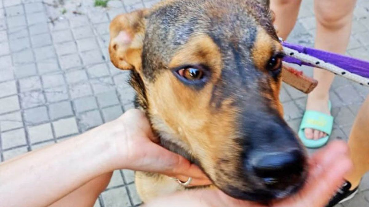 El animal fue &nbsp;rescatado por efectivos de la Policía Comunitaria luego de haber pasado &nbsp;cinco días sin alimento ni agua y con &nbsp;altas temperaturas.