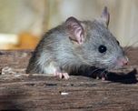 El Ministerio de Salud confirmó un caso de leptospirosis en la ciudad de Reconquista. El Ministerio de Salud confirmó un caso de leptospirosis en la ciudad de Reconquista.