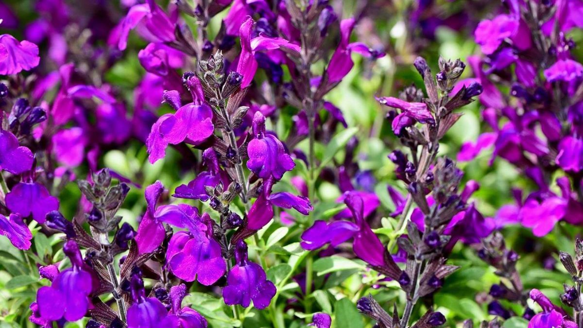 Tolera altas temperaturas y atrae mariposas. Además, florece durante meses sin necesitar demasiados cuidados. Tolera altas temperaturas y atrae mariposas. Además, florece durante meses sin necesitar demasiados cuidados.