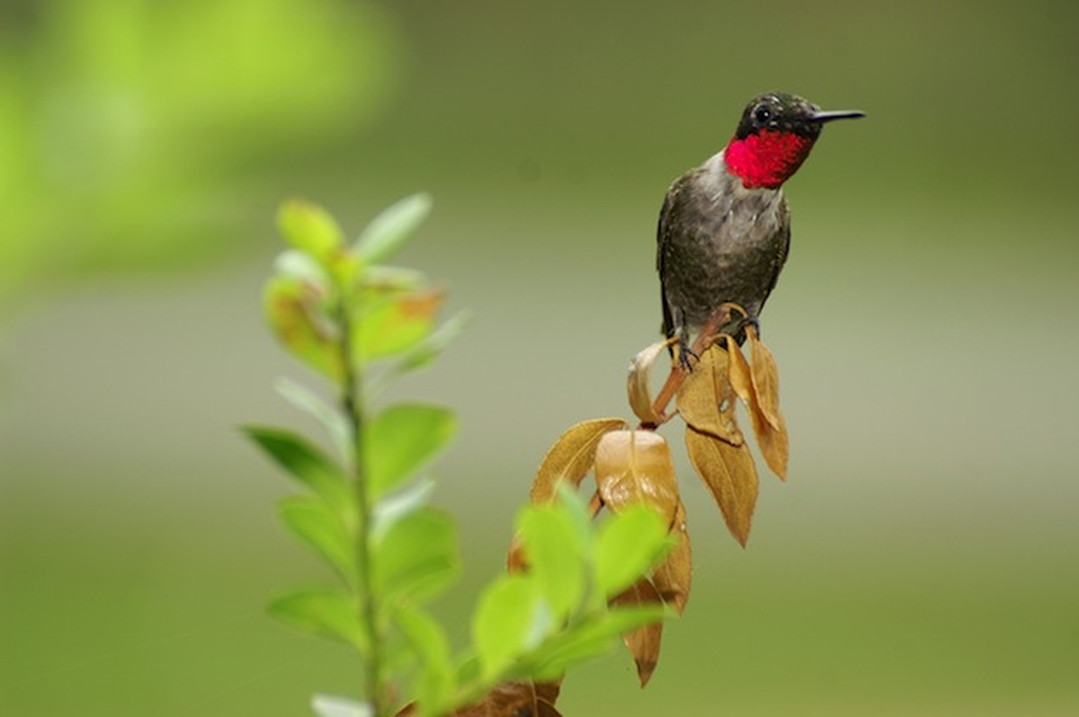 Los machos de colibrí viven menos que las hembras, y son aves con muchos depredadores, lo cual también afecta los números de colibrís salvajes.