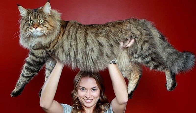 11 fotos de los gatos más gigantes del mundo