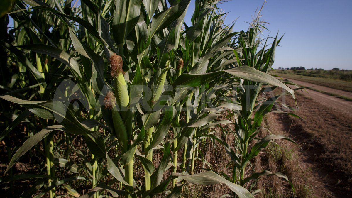 La Bolsa de Comercio de Buenos Aires elevó en dos millones de toneladas la producción de maíz prevista.