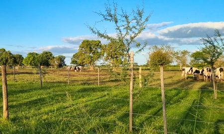 periurbano de rafaela: el municipio debera facilitar la implantacion de cortinas forestales