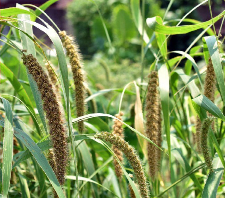 Las mejores plantas para decorar con follaje