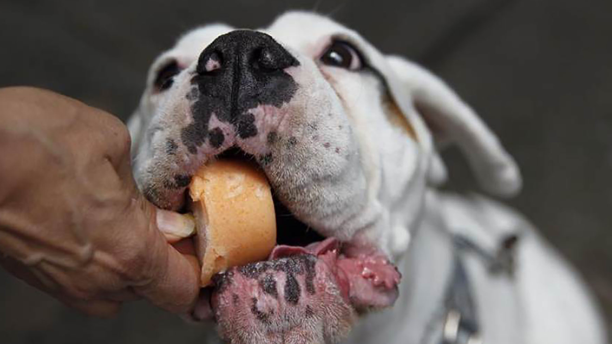 Helados para perros.