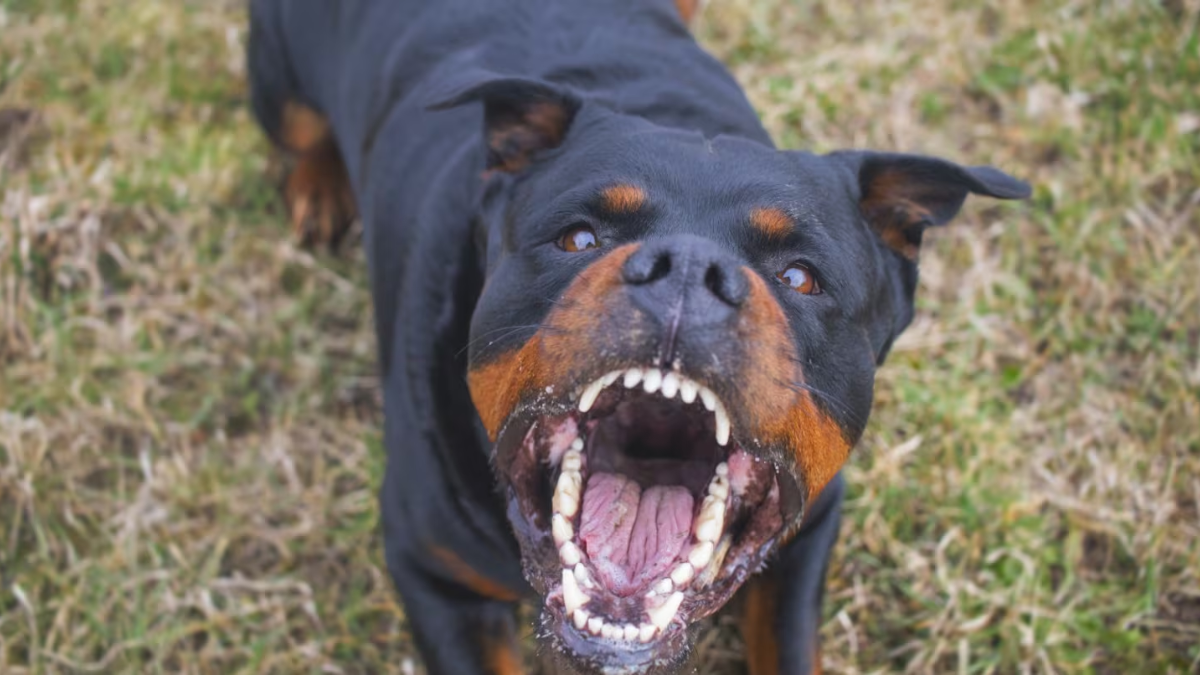 La mujer se había caído de las escaleras cuando los tres perros la atacaron brutalmente hasta matarla. La mujer se había caído de las escaleras cuando los tres perros la atacaron brutalmente hasta matarla.