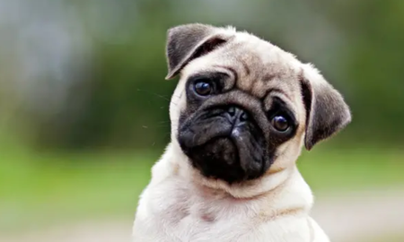 Tener un perro podría alargar la vida, según la ciencia. Tener un perro podría alargar la vida, según la ciencia.