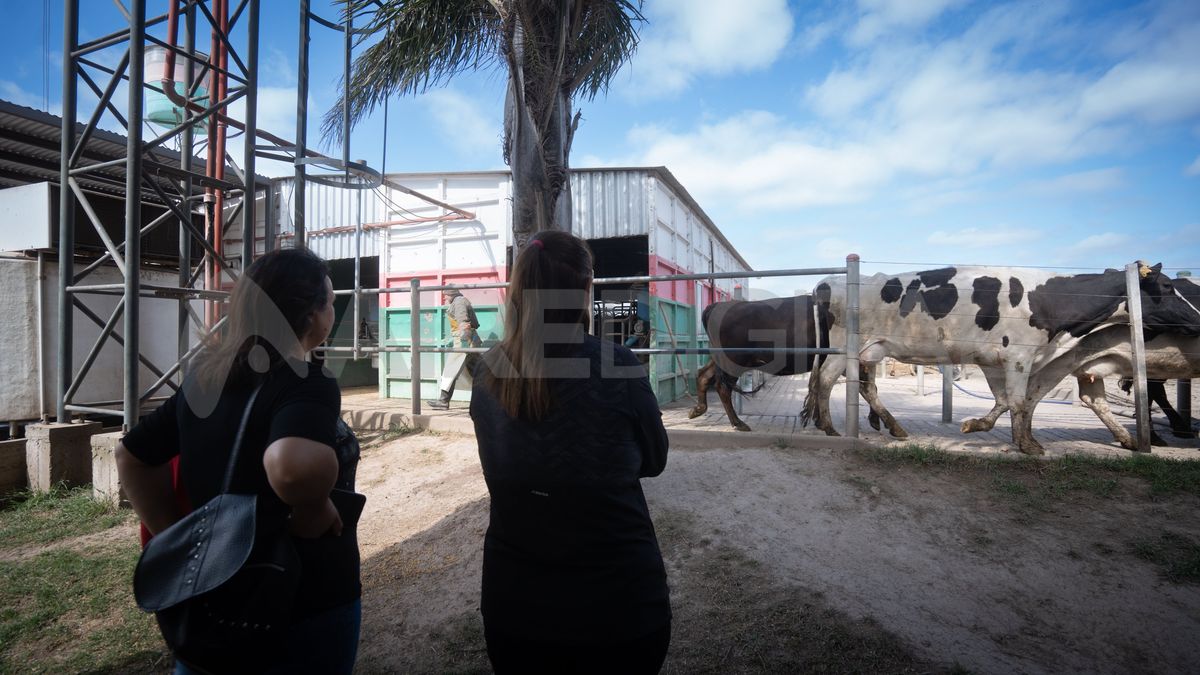 La sala de ordeñe está a pocos metros del local en el que venden los quesos y el dulce de leche. La sala de ordeñe está a pocos metros del local en el que venden los quesos y el dulce de leche.