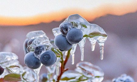 helada historica en corrientes: como un escudo de hielo salvo los arandanos en bella vista helada historica en corrientes: como un escudo de hielo salvo los arandanos en bella vista