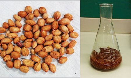 El extracto de tegumento de maní se obtiene por métodos sustentables que utilizan etanol. Créditos: gentileza investigadores. El extracto de tegumento de maní se obtiene por métodos sustentables que utilizan etanol. Créditos: gentileza investigadores.