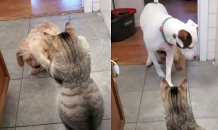 Cachorro busca ayuda para evitar que un gato lo moleste. Cachorro busca ayuda para evitar que un gato lo moleste.