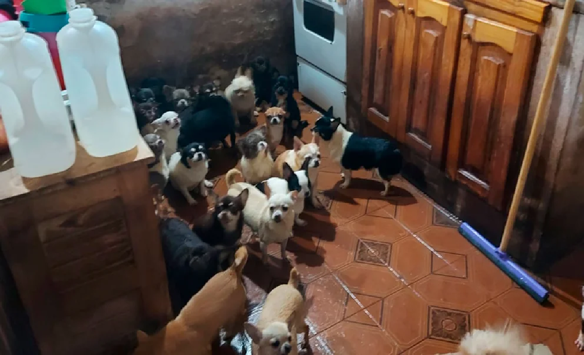 Fueron rescatados aproximadamente 123 perros chiguagua