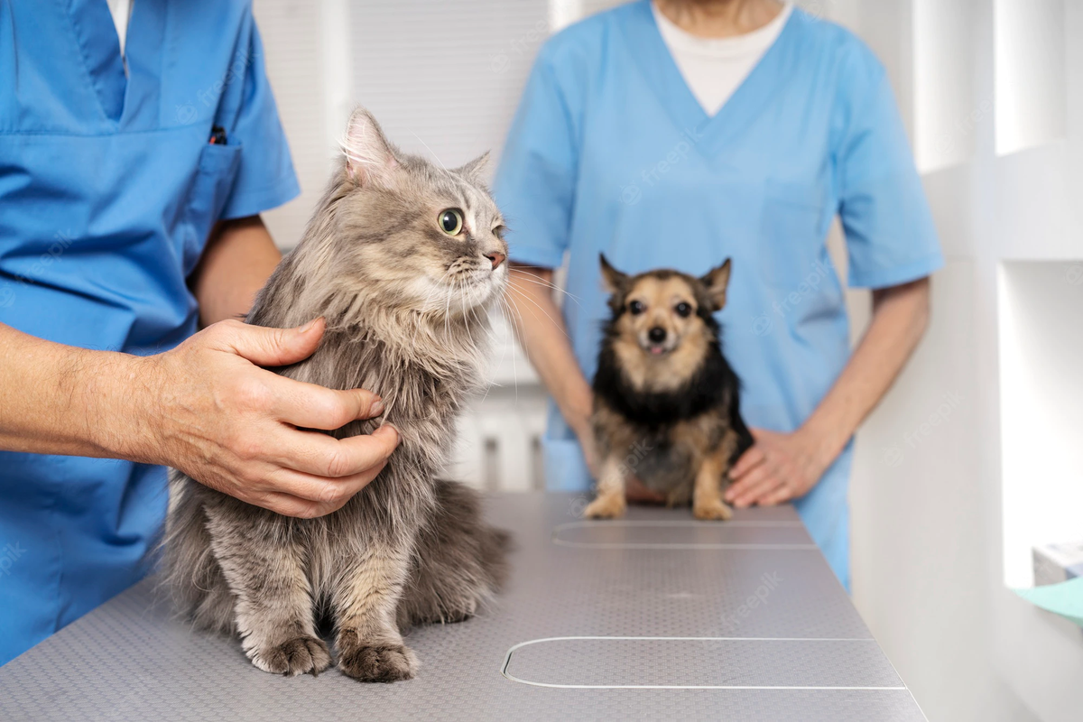 La función primordial que cumplen los veterinarios es cuidar y resguardar la vida de todos los animales del planeta, ya sean los que están domesticados o bien los que viven en modo salvaje.