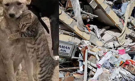Conmovedor: un gato y un perro se abrazan entre los escombros del terremoto de Turquía Conmovedor: un gato y un perro se abrazan entre los escombros del terremoto de Turquía