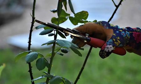 La poda estratégica de verano fortalece la salud de las plantas y las prepara para el otoño. La poda estratégica de verano fortalece la salud de las plantas y las prepara para el otoño.