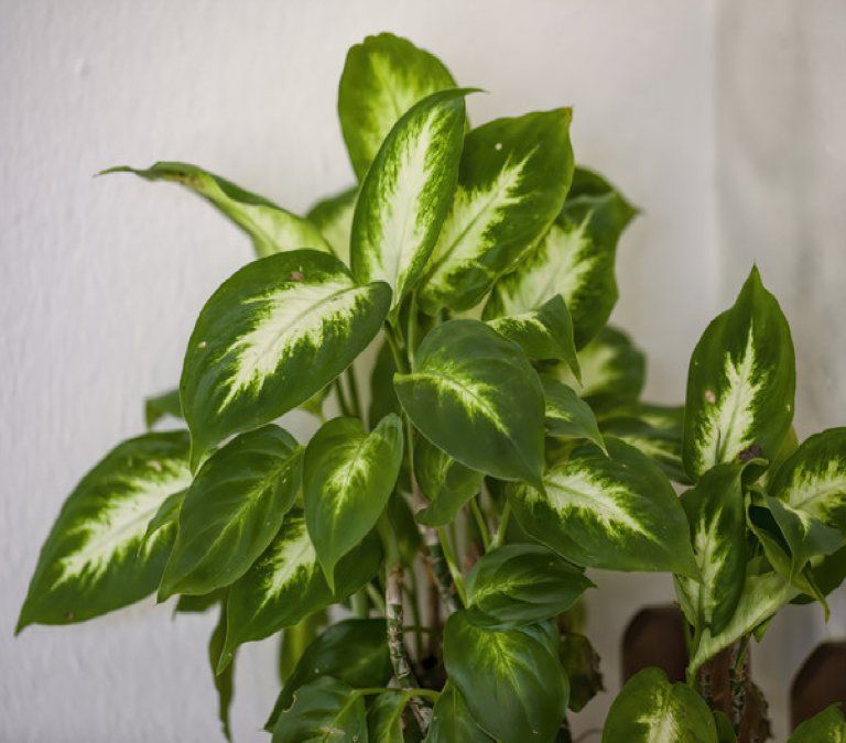 Las mejores plantas para decorar con follaje