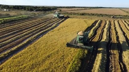 Cosecha de arroz en Argentina: excelentes rendimientos y desafíos por costos energéticos
