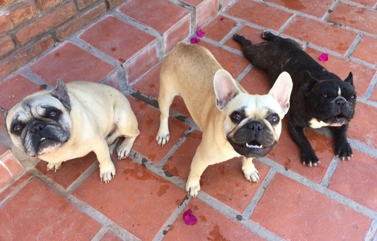 Perros conmueven en las redes sociales por guardar comida a su compañera fallecida