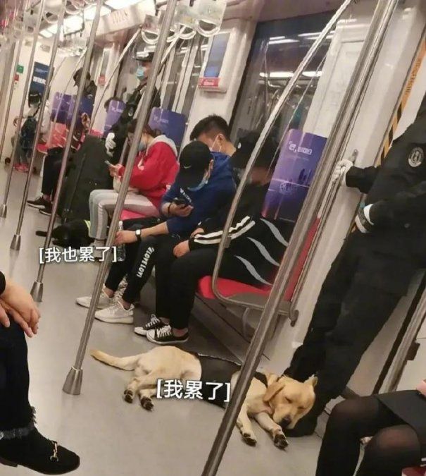 El perro se durmió en pleno trabajo.