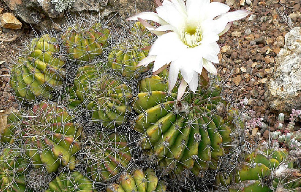 7 tipos de cactus y suculentas muy raros que llaman la atención del mundo