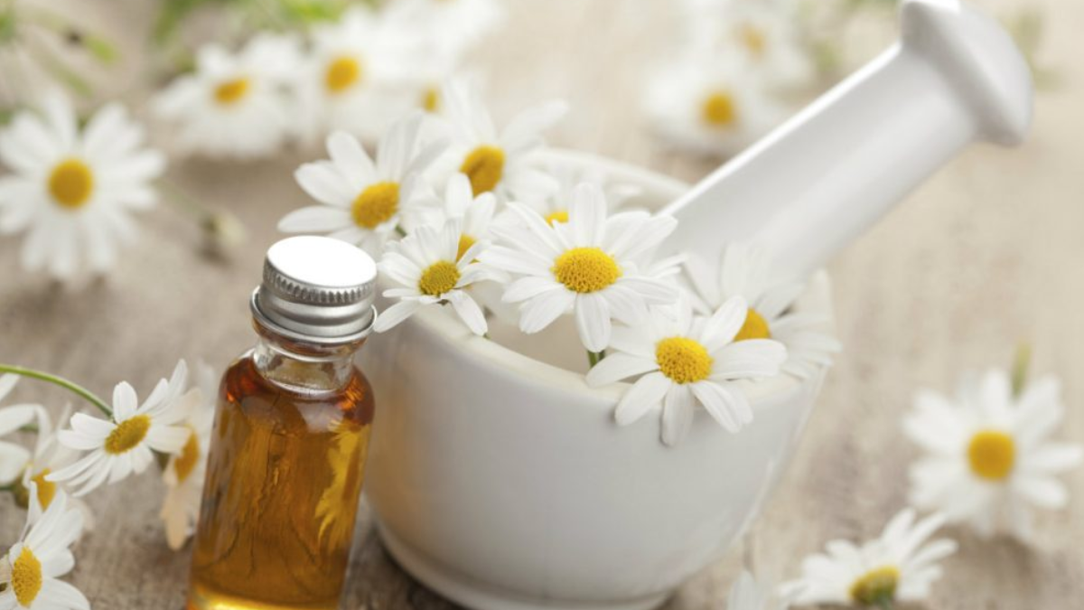 Manzanilla o camomila es el nombre común de varias plantas parecidas a las margaritas de la familia Asteraceae. Manzanilla o camomila es el nombre común de varias plantas parecidas a las margaritas de la familia Asteraceae.