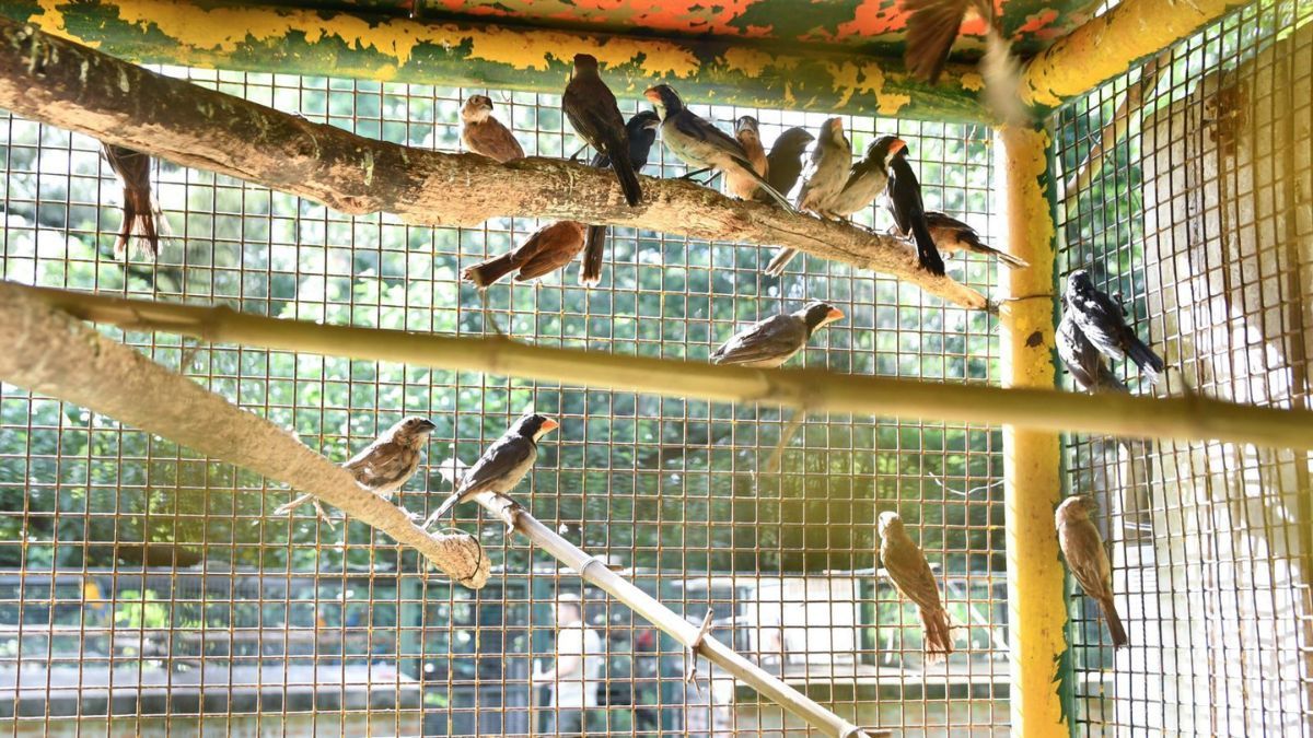 Entre los animales que llegaron a La Esmeralda, en Santa Fe, hubo 33 pepiteros de collar, 28 jilgueros, 105 reina mora y 16 corbatitas. Entre los animales que llegaron a La Esmeralda, en Santa Fe, hubo 33 pepiteros de collar, 28 jilgueros, 105 reina mora y 16 corbatitas.